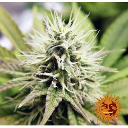 PINEAPPLE CHUNK · Barneys...
