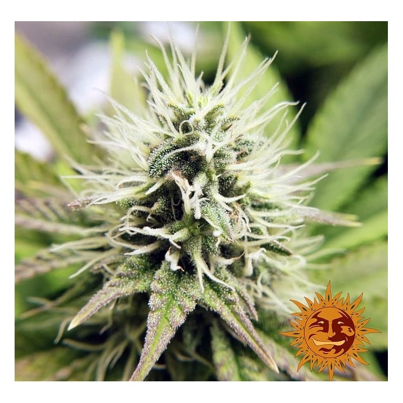 Pineapple Chunk – Graines Féminisées Barney’s Farm