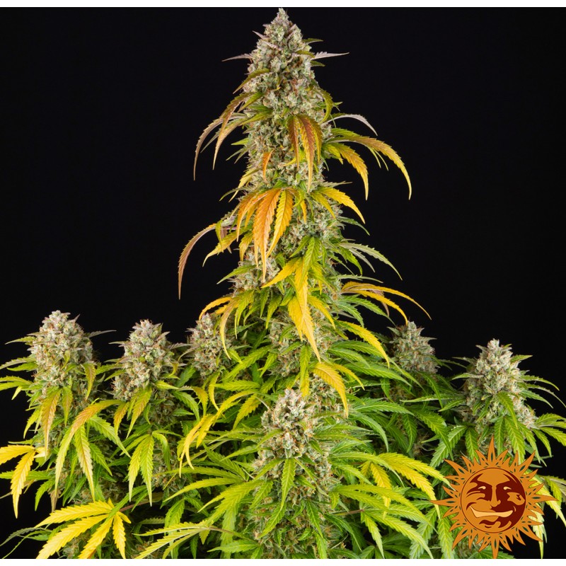 PINEAPPLE EXPRESS AUTO · Barneys Farm  · semillas de marihuana · AutoFem