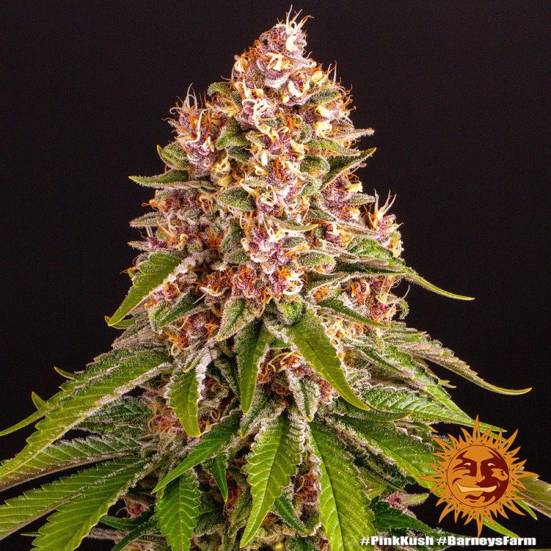 PINK KUSH · Barneys Farm · semillas de marihuana · Fem
