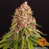 PINK KUSH · Barneys Farm · semillas de marihuana · Fem