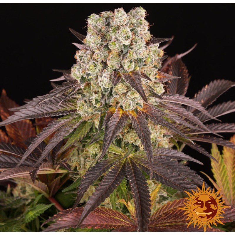 PURPLE PUNCH  X LEMON DRIZZLE · Barneys Farm · cannabis samen · Fem