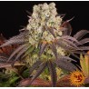 PURPLE PUNCH  X LEMON DRIZZLE · Barneys Farm · cannabis samen · Fem