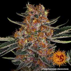 PURPLE PUNCH AUTO · Barneys...