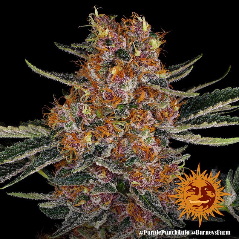 Purple Punch Auto Samen | Beerengeschmack | Barney's Farm