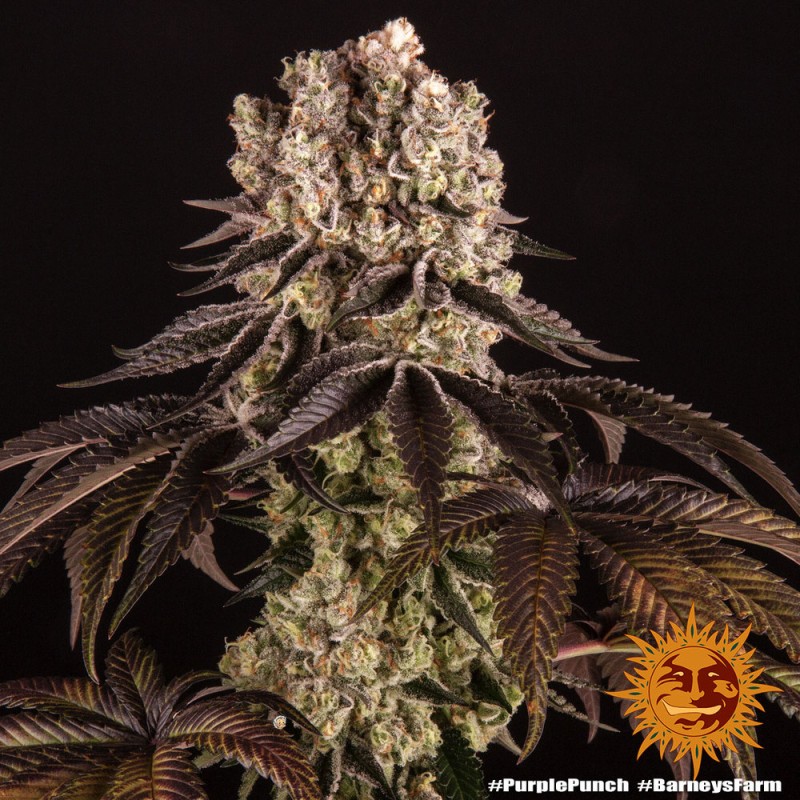 PURPLE PUNCH · Barneys Farm · semi di canapa · Fem