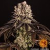 PURPLE PUNCH · Barneys Farm · semi di canapa · Fem