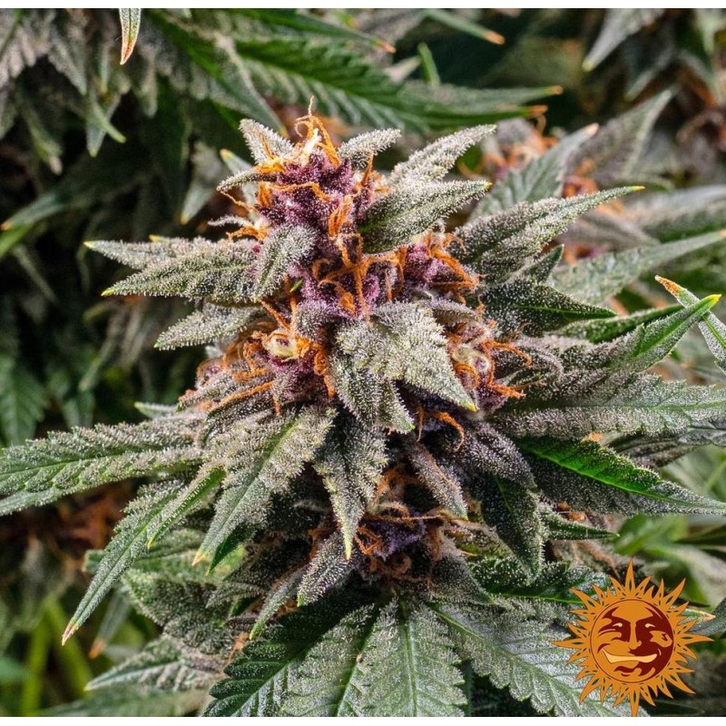RUNTZ AUTO · Barneys Farm · sementes de maconha · AutoFem