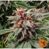 Blue Gelato 41 | Barneys Farm | Cannabis Shop