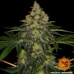 SHISKABERRY · Barneys Farm...