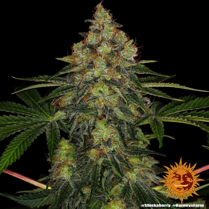 SHISKABERRY · Barneys Farm · semillas de marihuana · Fem