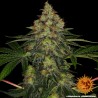 SHISKABERRY · Barneys Farm · sementes de maconha · Fem