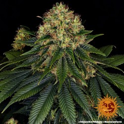 SKYWALKER OG AUTO · Barneys...