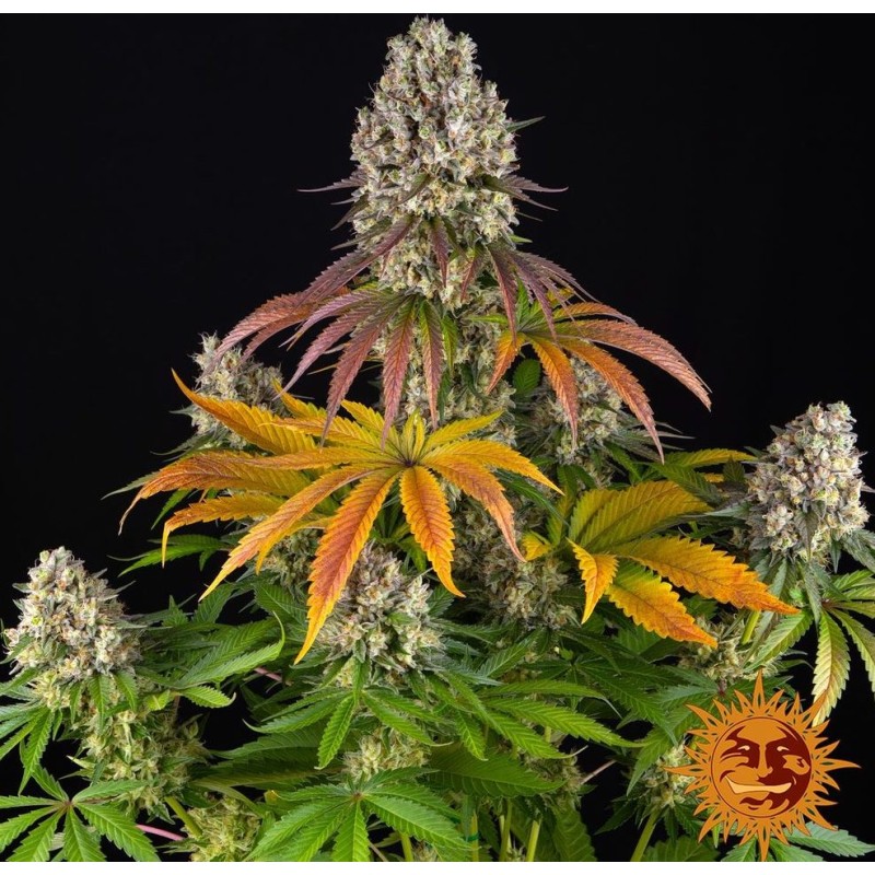 SOUR DIESEL  · Barneys Farm · cannabis samen · Fem