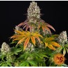SOUR DIESEL · Barneys Farm · semillas de marihuana · Fem