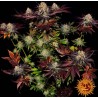 RUNTZ X LAYER CAKE · Barneys Farm  · semillas de marihuana · Fem