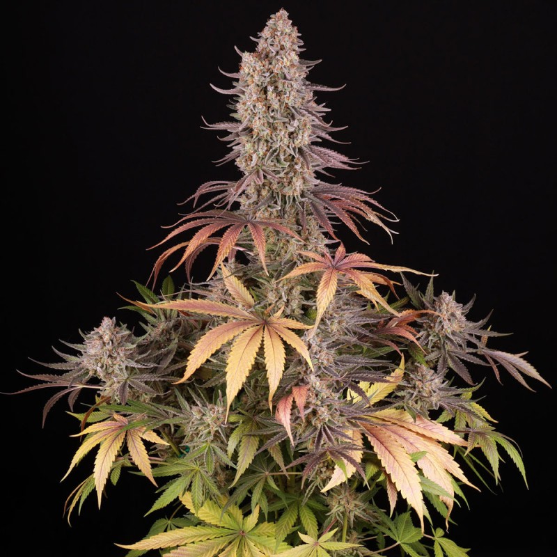 Blueberry OG | Barneys Farm | Kaufen Cannabis Samen