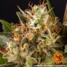 STRAWBERRY LEMONADE · Barneys Farm · sementes de maconha  · Fem
