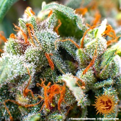 TANGERINE DREAM AUTO ·...
