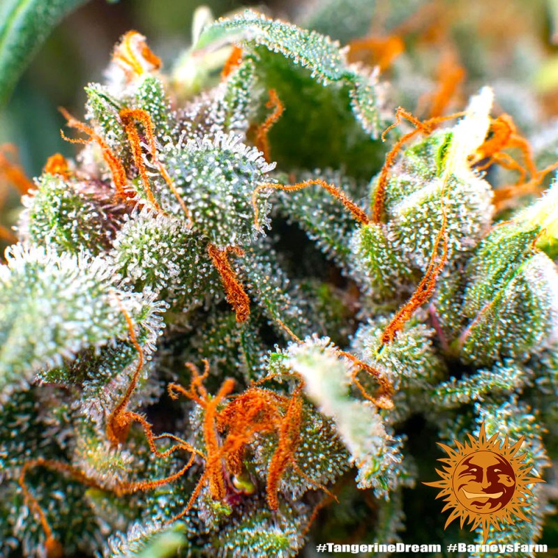 TANGERINE DREAM AUTO · Barneys Farm · sementes de maconha · AutoFem