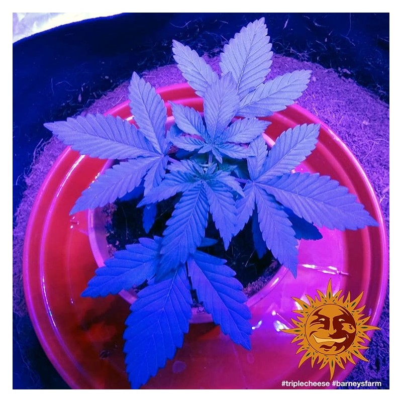 TRIPLE CHEESE · Barneys Farm · semillas de marihuana · Fem