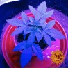 TRIPLE CHEESE · Barneys Farm · sementes de maconha · Fem