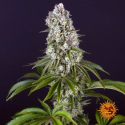 TROPICANNA BANANA · Barneys...