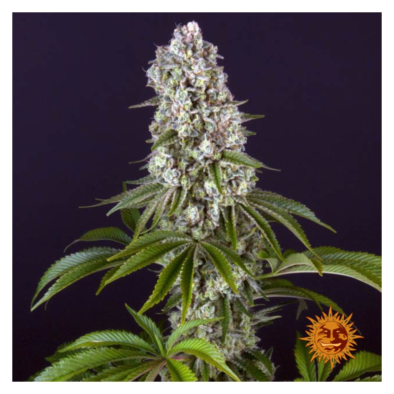 TROPICANNA BANANA · Barneys Farm · kenevir tohum · Disi · Fem