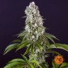 TROPICANNA BANANA · Barneys Farm · semillas de marihuana · Fem