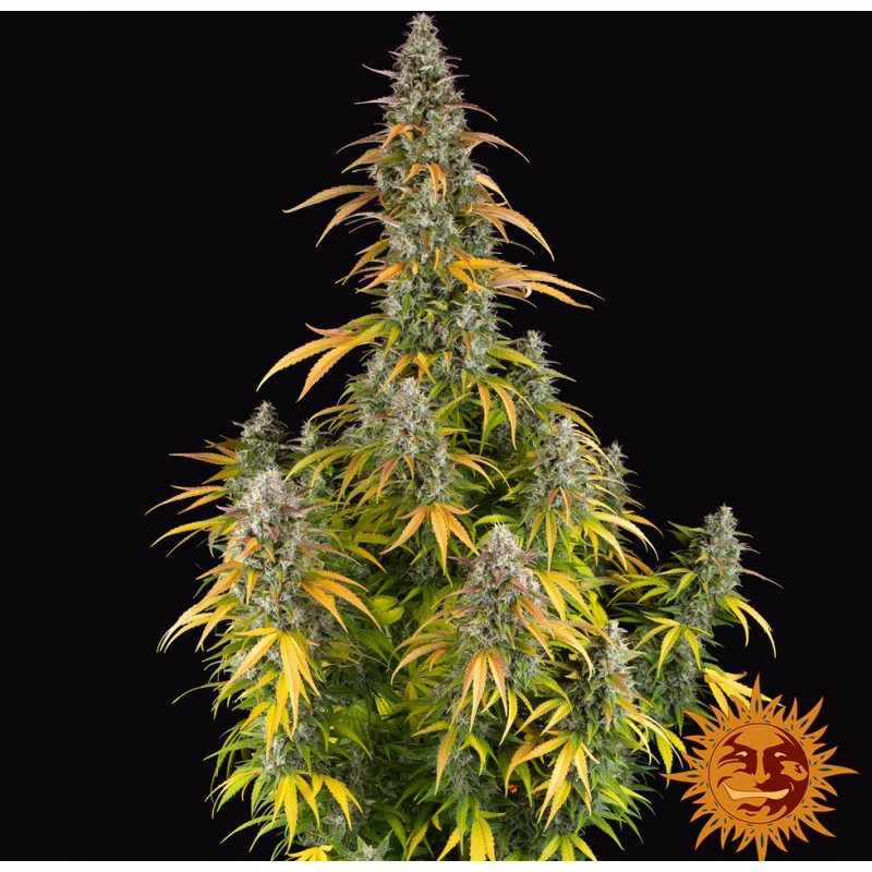 WATERMELON ZKITTLEZ AUTO · Barneys Farm · kenevir tohum · Disi · AutoFem