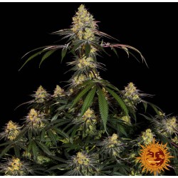 WATERMELON ZKITTLEZ ·...