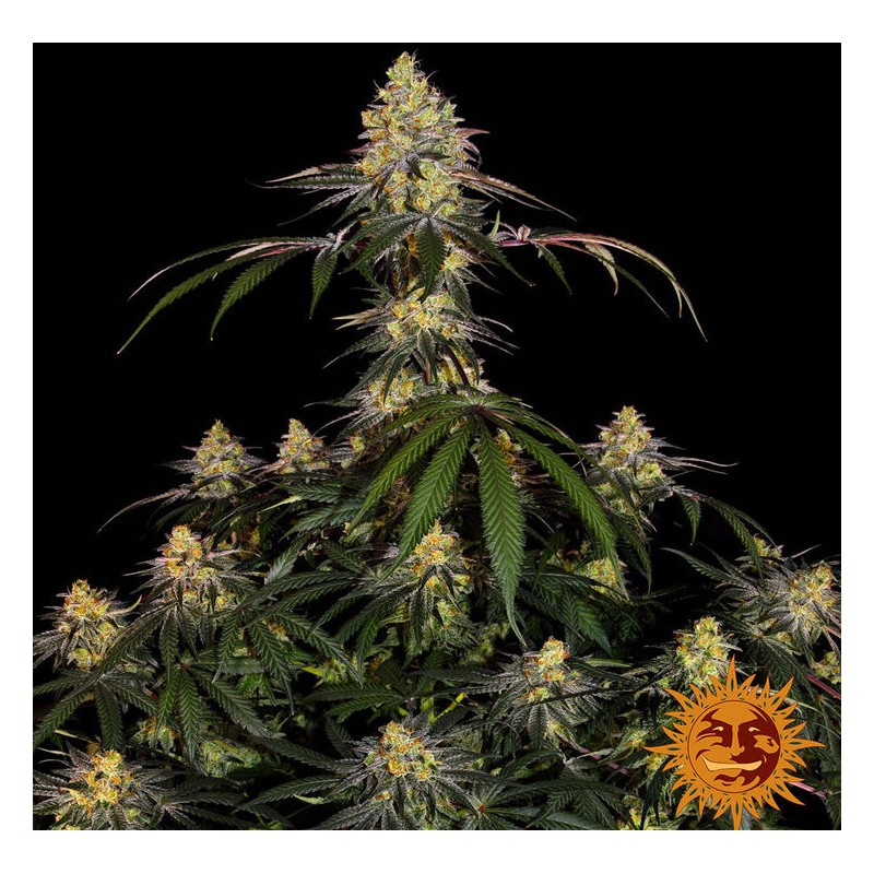 WATERMELON ZKITTLEZ · Barneys Farm · sementes de maconha · Fem
