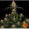 WATERMELON ZKITTLEZ · Barneys Farm · kaufen cannabis samen  · Fem