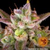 WEDDING CAKE AUTO · Barneys Farm · graines de cannabis · AutoFem