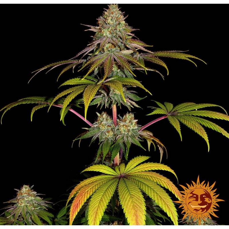 WEDDING CAKE · Barneys Farm · semi di canapa · Fem
