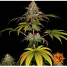 WEDDING CAKE · Barneys Farm · graines de cannabis · Fem