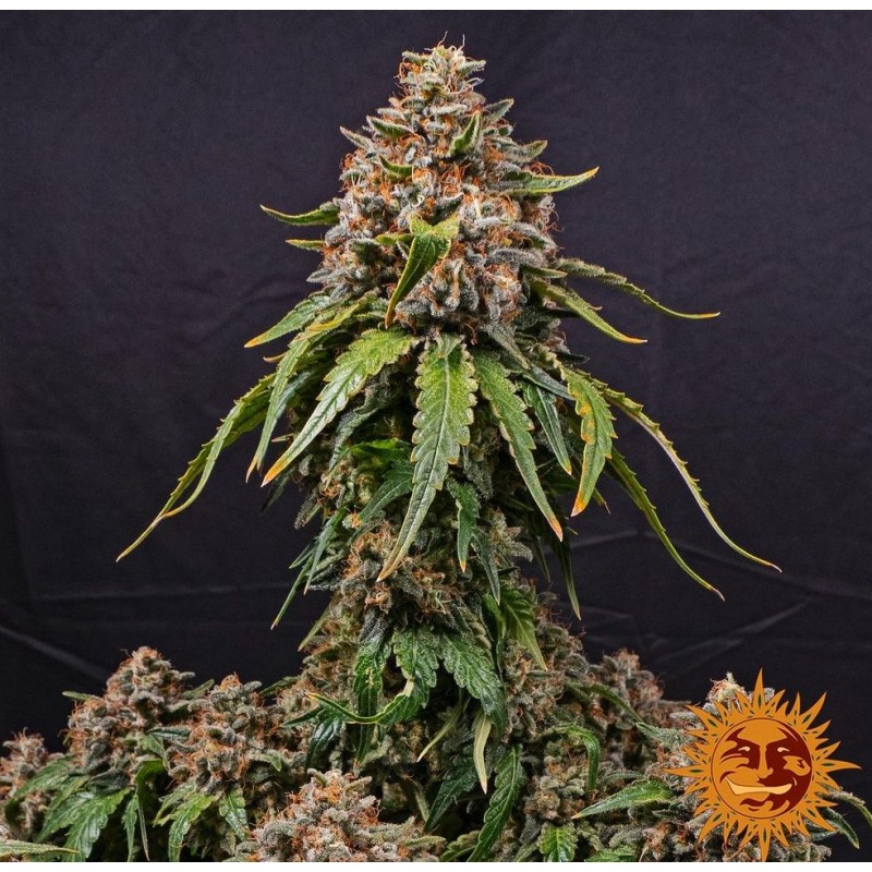 WHITE WIDOW XXL · Barneys Farm · graines de cannabis · Fem