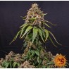 WHITE WIDOW XXL · Barneys Farm · semillas de marihuana · Fem