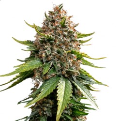 WHITE WIDOW XXL AUTO ·...