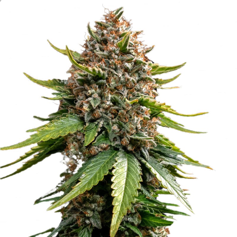 Sementes White Widow XXL Auto: Cultivo e Características