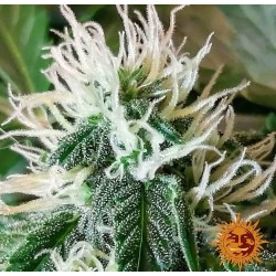 ZKITTLEZ OG AUTO · Barneys...