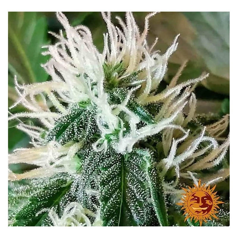 ZKITTLEZ OG AUTO · Barneys Farm · kenevir tohum - Disi  · AutoFem