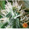 ZKITTLEZ OG AUTO · Barneys Farm · semillas de marihuana · AutoFem