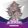 BLUEBERRY · BSF Seeds · sementes de maconha · Fem