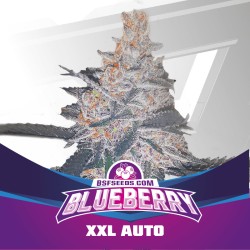 BLUEBERRY XXL AUTO · BSF...