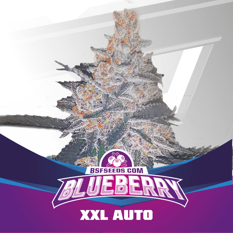 BLUEBERRY XXL AUTO · BSF Seeds · semi di canapa · AutoFem