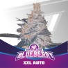 BLUEBERRY XXL AUTO · BSF Seeds · graines de cannabis · AutoFem