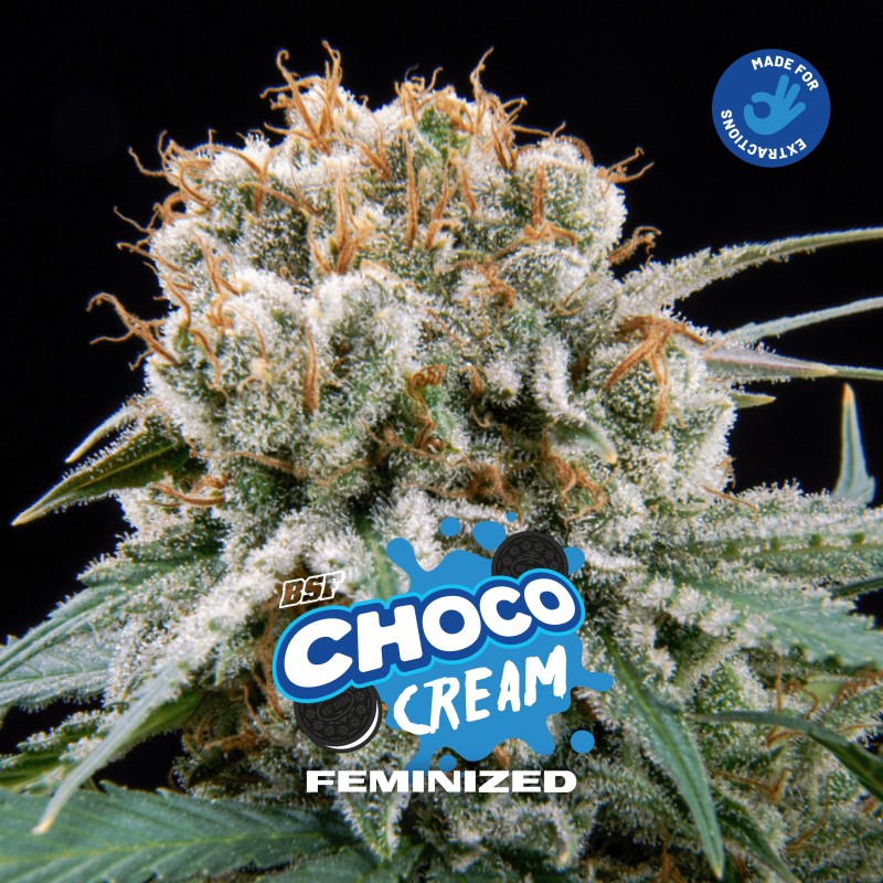 CHOCO CREAM · BSF Seeds · kenevir tohum · Fem