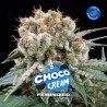 CHOCO CREAM · BSF Seeds · graines de cannabis · Fem