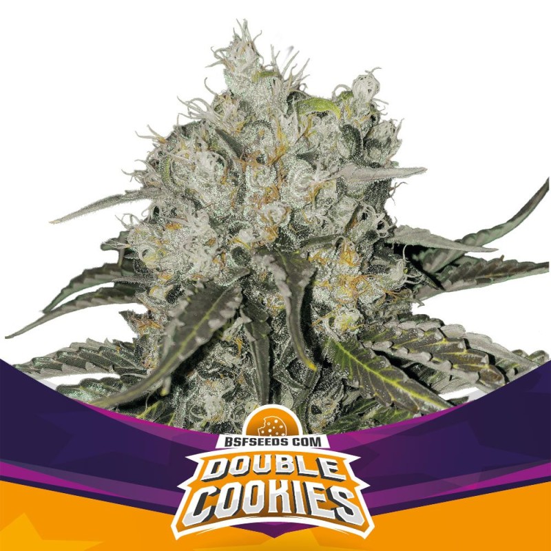 DOUBLE COOKIES · BSF Seeds · graines de cannabis · Fem